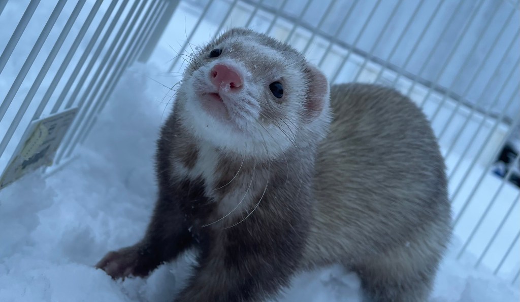 KINDNESS MATTERS FERRET RESCUE