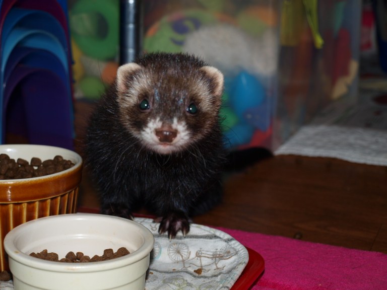 KINDNESS MATTERS FERRET RESCUE